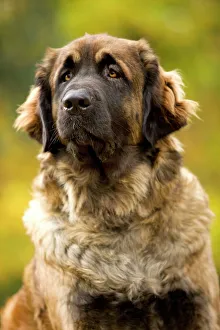 Images Dated 26th October 2008: Dog - Leonberger