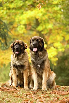 Images Dated 26th October 2008: Dog - Leonberger
