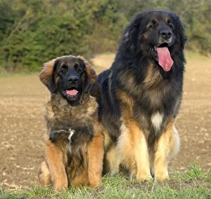 Dog - Leonberger - adult & puppy