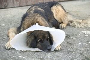 Dog - Leonberger - wearing Elizabethan / Surgical collar