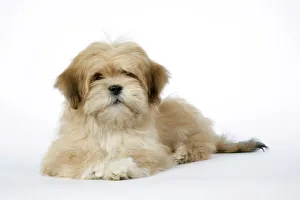 DOG - Lhasa Apso - 12 week old puppy