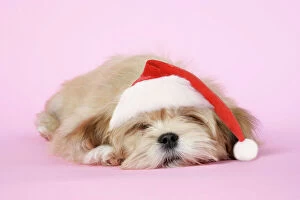 DOG - Lhasa Apso - 12 week old puppy asleep, wearing Christmas hat
