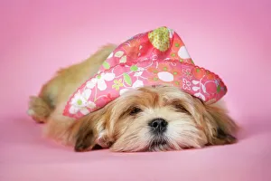 Dog - Lhasa Apso - 12 week old puppy asleep
