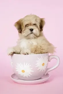DOG - Lhasa Apso - 12 week old puppy in a big teacup