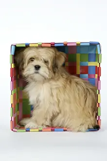 Boxes Prints: DOG - Lhasa Apso - 12 week old puppy in box