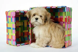 Utility Breeds Collection: DOG - Lhasa Apso - 12 week old puppy in box