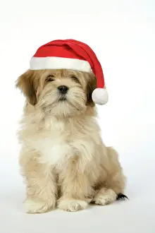 Hats Prints: DOG - Lhasa Apso - 12 week old puppy with Christmas hat Digital Manipulation: Hat JD