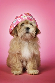 Dog - Lhasa Apso - 12 week old puppy with a pink hat