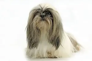 Dog - Lhasa Apso