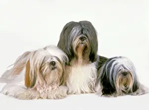 Coat Prints: Dog - Lhasa Apso