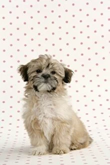 Images Dated 25th January 2008: DOG. Lhasa Apso, cross breed puppy