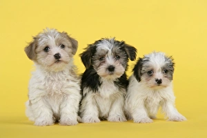 Images Dated 1st January 2008: Dog. Lhasa Apso cross puppies (7 weeks old)