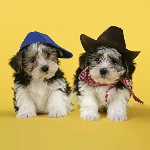 Lhasa Apso Prints: Dog. Lhasa Apso cross puppies (7 weeks old) wearing hats and scarf