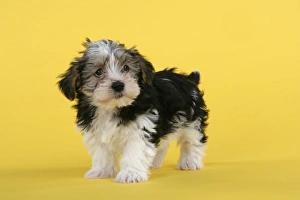 Images Dated 1st January 2008: Dog. Lhasa Apso cross puppy (7 weeks old)