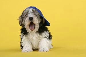 Images Dated 1st January 2008: Dog. Lhasa Apso cross puppy (7 weeks old) wearing blue cap and yawning