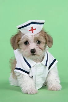 Dog. Lhasa Apso cross puppy (7 weeks old) in nurses outfit