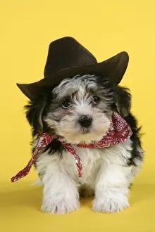 Dog. Lhasa Apso cross puppy (7 weeks old) in cowboy outfit