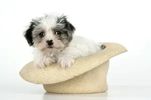 Dog. Lhasa Apso cross puppy (7 weeks old) in hat