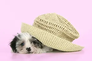 Dog. Lhasa Apso cross puppy (7 weeks old) under hat