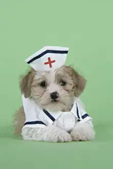 Dog. Lhasa Apso cross puppy (7 weeks old) in nurses outfit
