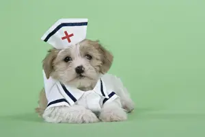 Dog. Lhasa Apso cross puppy (7 weeks old) in nurses outfit