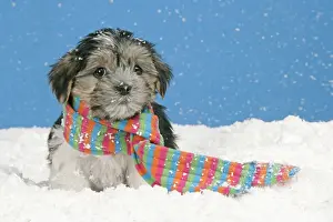 Lhasa Apso Prints: Dog. Lhasa Apso cross puppy (7 weeks old) with scarf on in snow