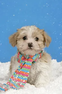 Dog. Lhasa Apso cross puppy (7 weeks old) with scarf on in snow