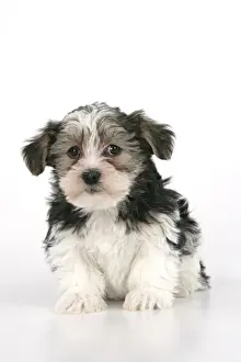 Dog. Lhasa Apso cross puppy (7 weeks old) sitting down