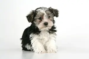 Lhasa Apso Prints: Dog. Lhasa Apso cross puppy (7 weeks old) sitting down