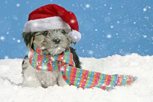 Dog. Lhasa Apso cross puppy wearing scarf and red Christmas Santa hat in snow Date: 22-05-2021