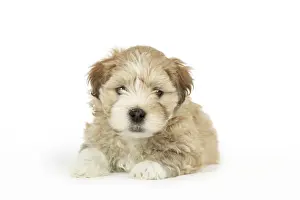 Dog - Lhasa Apso cross Shih Tzu 7 weeks old puppy