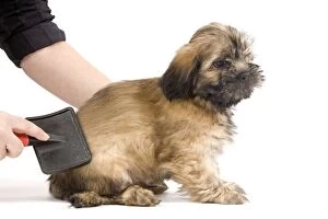 Images Dated 16th April 2010: Dog - Lhasa Apso being groomed in studio