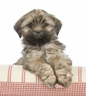 Dog - Lhasa Apso - puppy