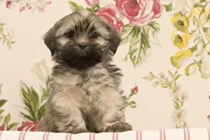 Utility Breed Prints: Dog - Lhasa Apso - puppy