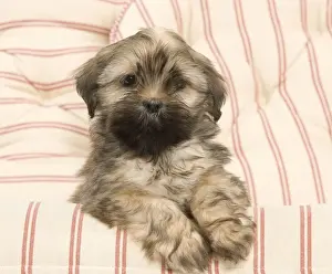 Dog - Lhasa Apso - puppy