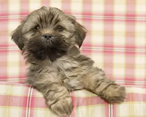 Dog - Lhasa Apso - puppy