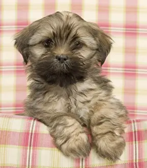 Dog - Lhasa Apso - puppy