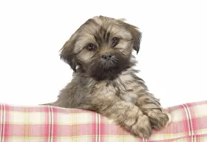 Dog - Lhasa Apso - puppy