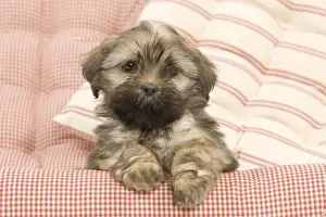 Utility Breed Prints: Dog - Lhasa Apso - puppy