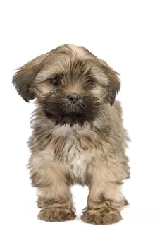 Dog - Lhasa Apso - puppy