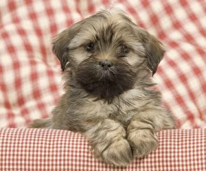 Images Dated 8th November 2011: Dog - Lhasa Apso - puppy