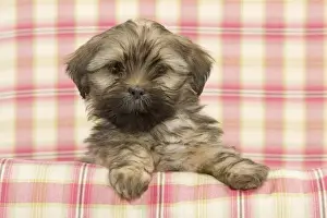 Dog - Lhasa Apso - puppy