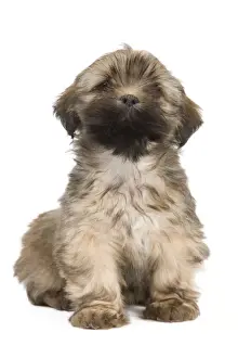 Dog - Lhasa Apso - puppy
