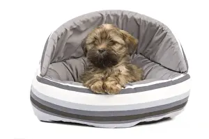 Dog - Lhasa Apso - puppy - in bedding