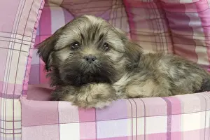 Beds Prints: Dog - Lhasa Apso - puppy - in bedding
