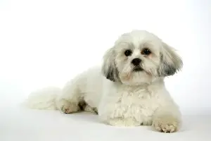 DOG - Lhasa Apso, in puppy cut, laying down