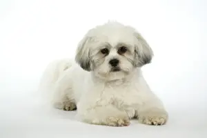 DOG - Lhasa Apso, in puppy cut, laying down
