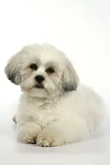 DOG - Lhasa Apso, in puppy cut, laying down