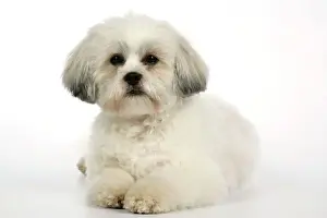 Lhasa Apso Prints: DOG - Lhasa Apso, in puppy cut, laying down