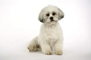DOG - Lhasa Apso, in puppy cut, sitting down